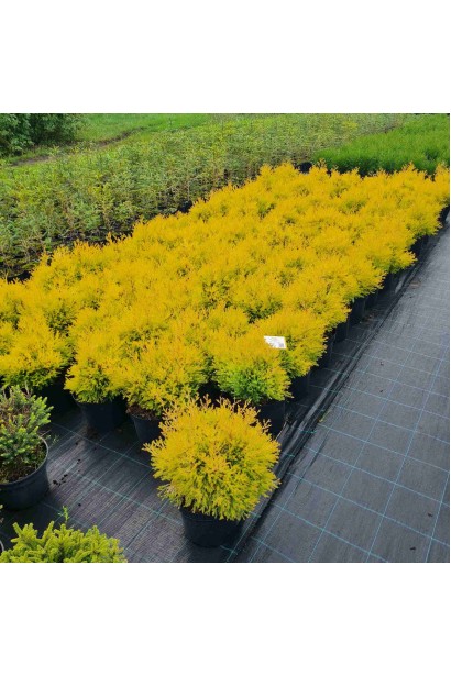 Туя західна Рейнголд - 3л/вис.15-25см/Ø20-30см